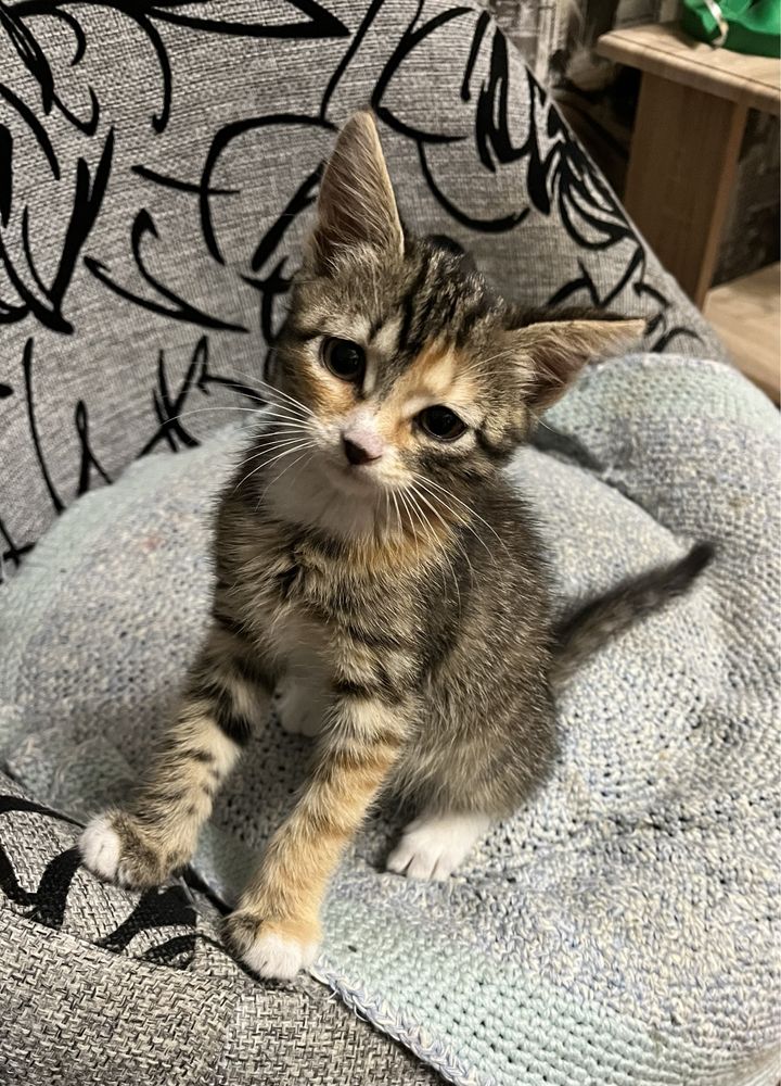 Котенок, отдаю кошечку в добрые руки
