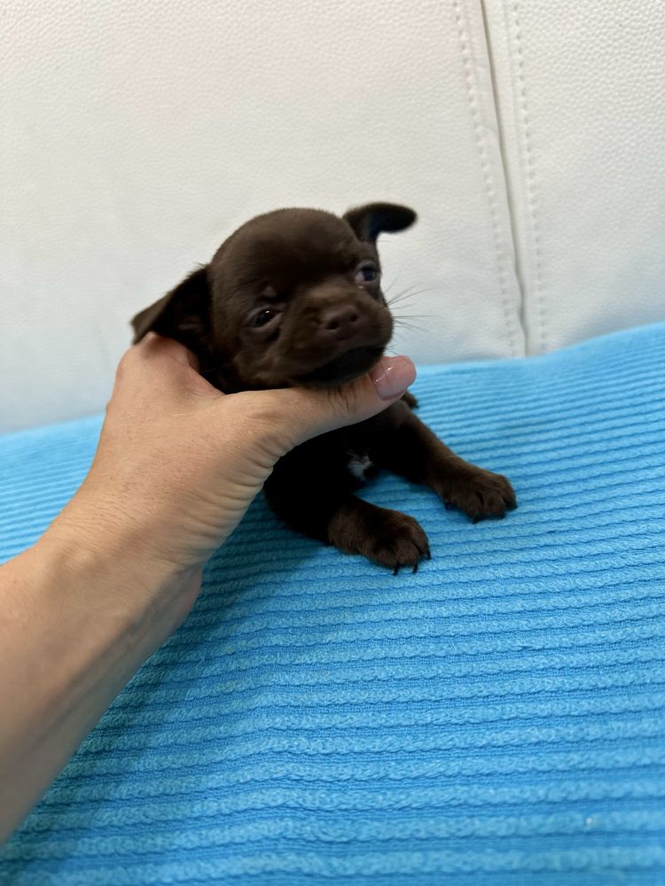 Menina chihuahua super mini