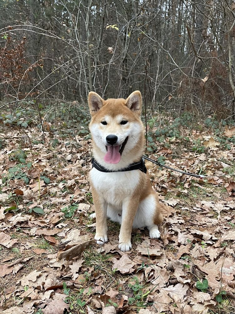 Czarny piesek Shiba Inu / ZKwP / FCI