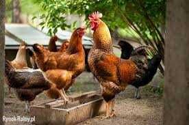 KURY NIOSKI młode 25tyg.Każda z jajkiem z wolnego-wybiegu.ROSA Leghorn