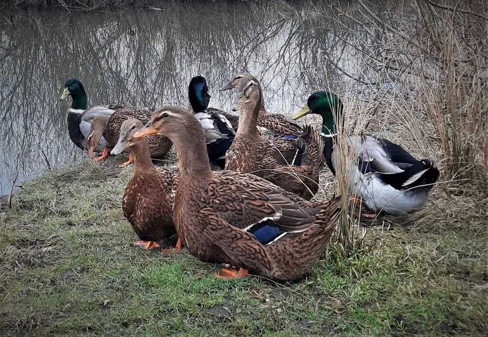 Продам  Руанські качки  та індокачки
