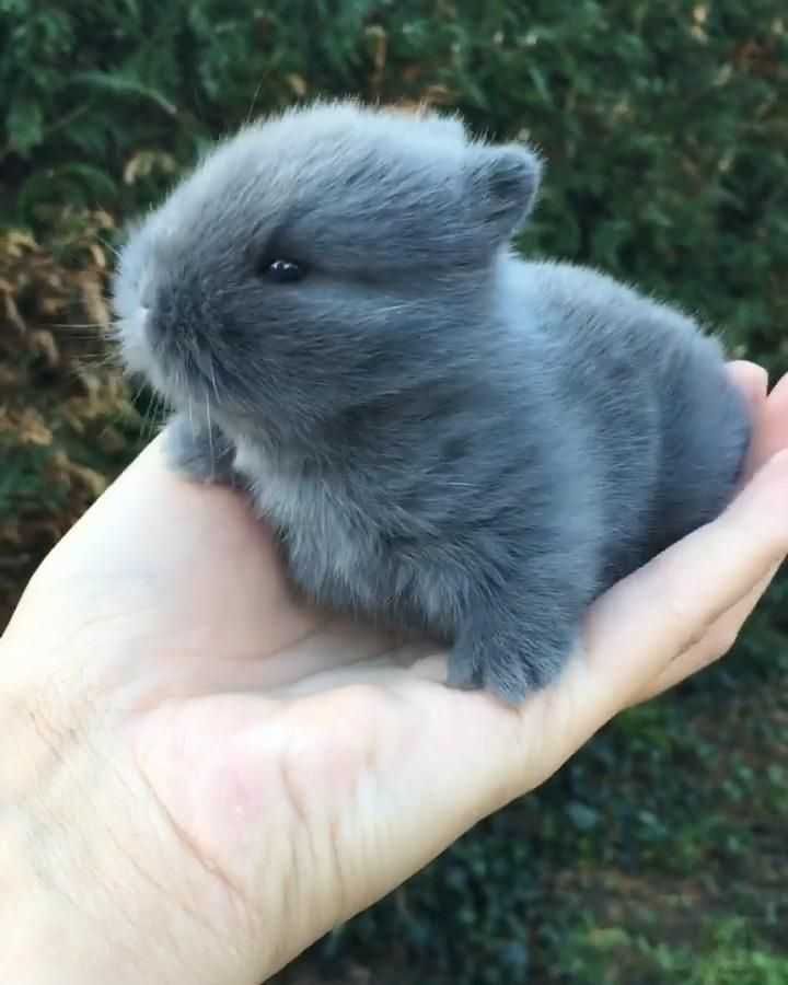 Coelhos anões mini lop +Gaiola nova+alimentação adequada