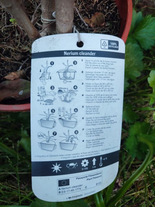 Planta Nerium Oleander cor Rosa