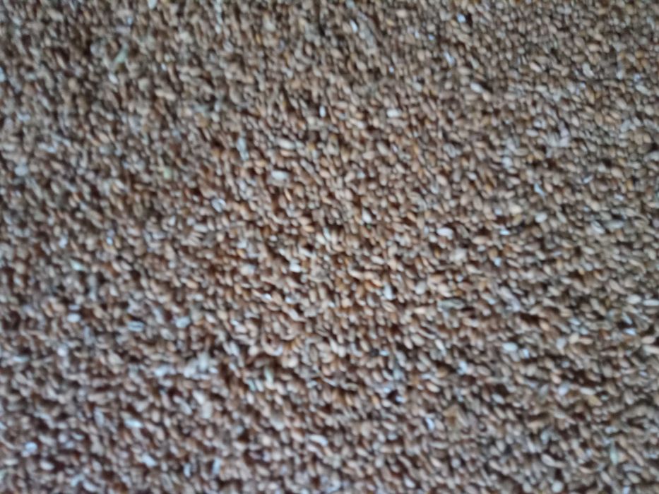 Pszenica ozima oścista Wilejka zbiór 2025