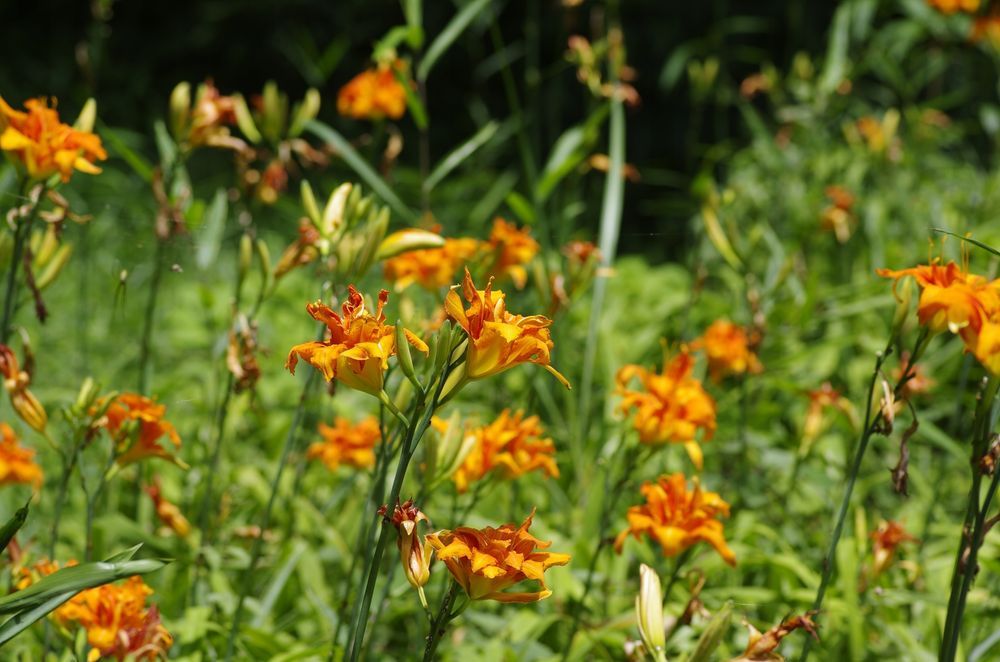 Liliowiec rdzawy 'Kwanso' Pomarańczowy 2.5L (Hemerocallis fulva)