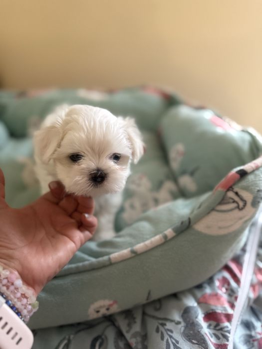 Maltańczyk śliczny chłopczyk z rodowodem ZKwP FCI