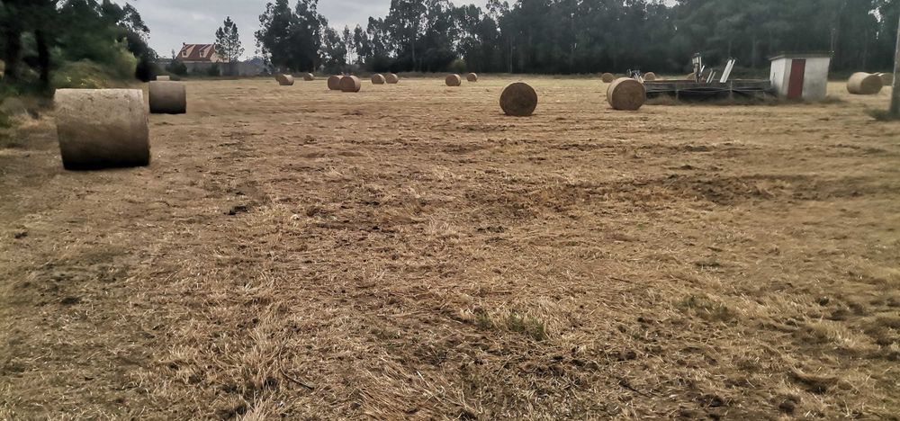 Rolos de palha feno