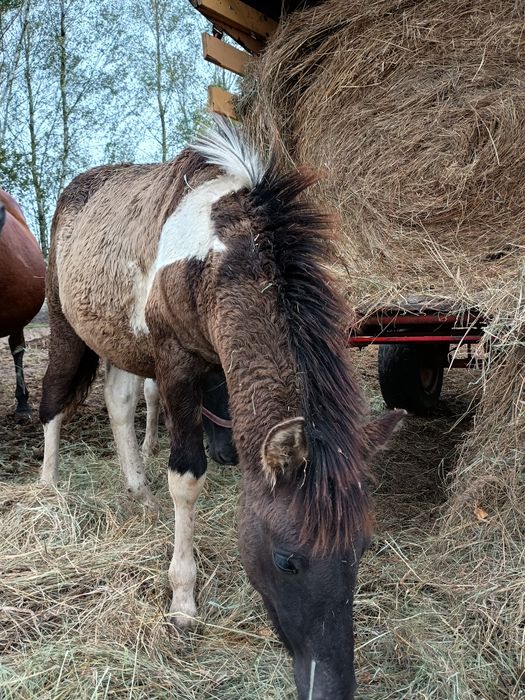 Koń hucuł, źrebaki