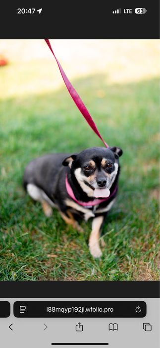 Прилаштовується собака