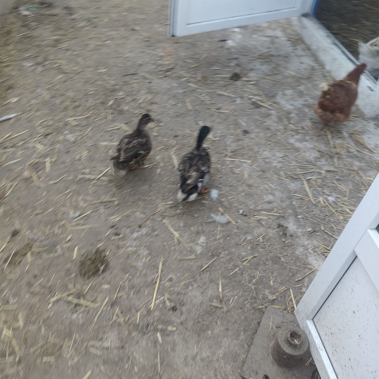 Parka call duck m