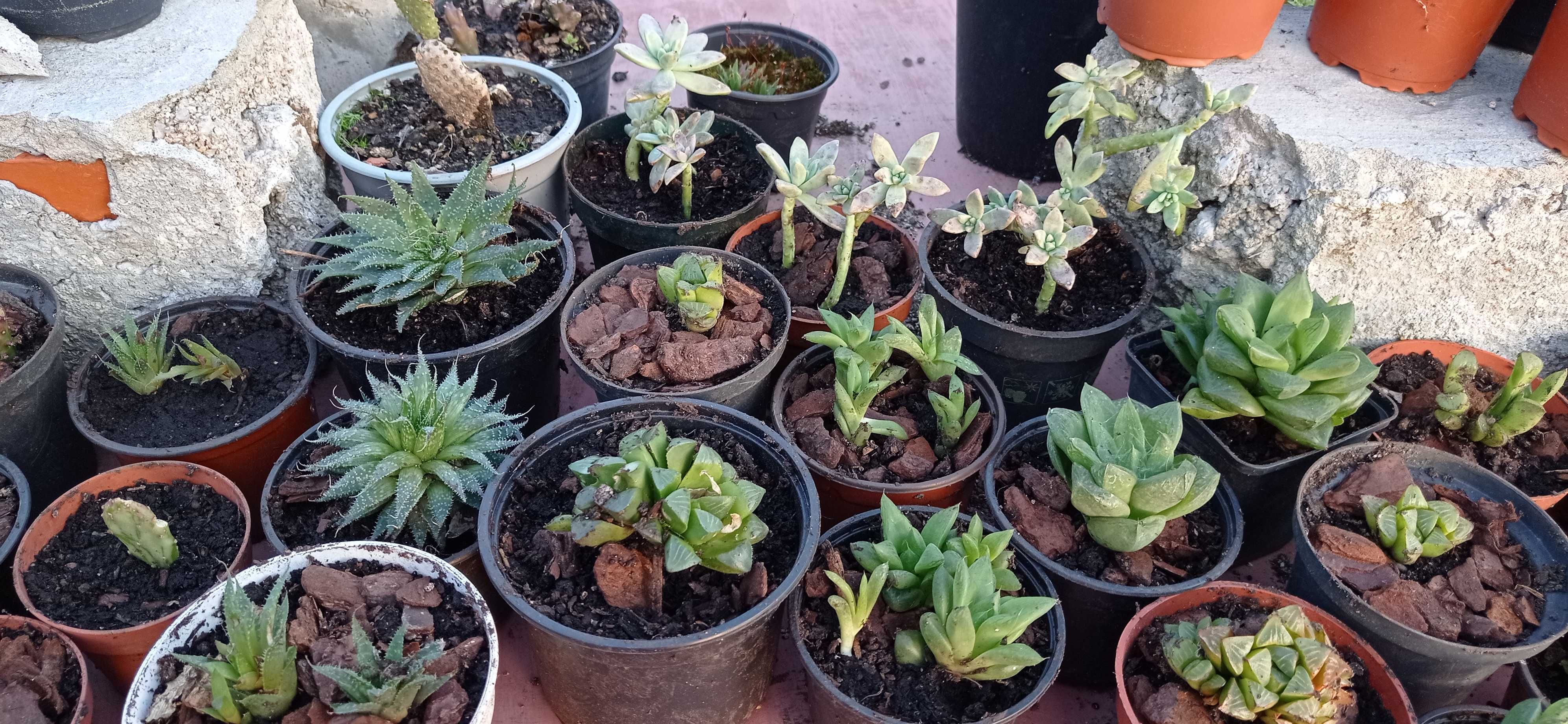 Cactos, suculentas e plantas diversas