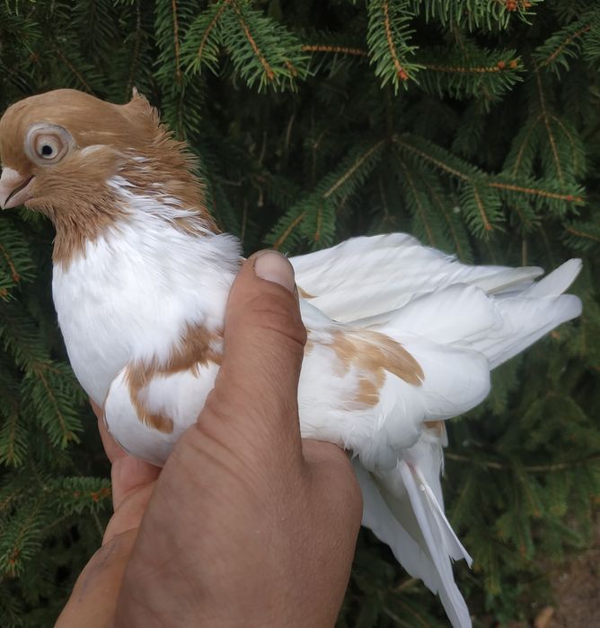 Gołębie zamojskie para