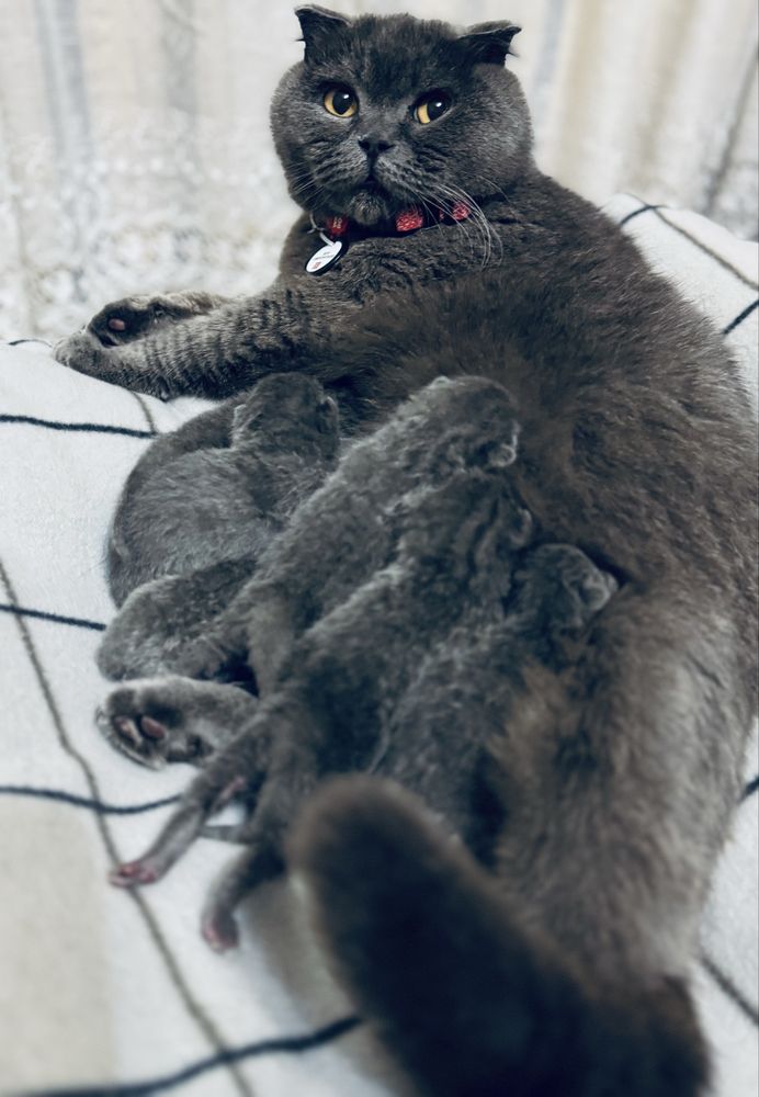 Шотландські кошенята/Scottish cats/Scottish fold/straight