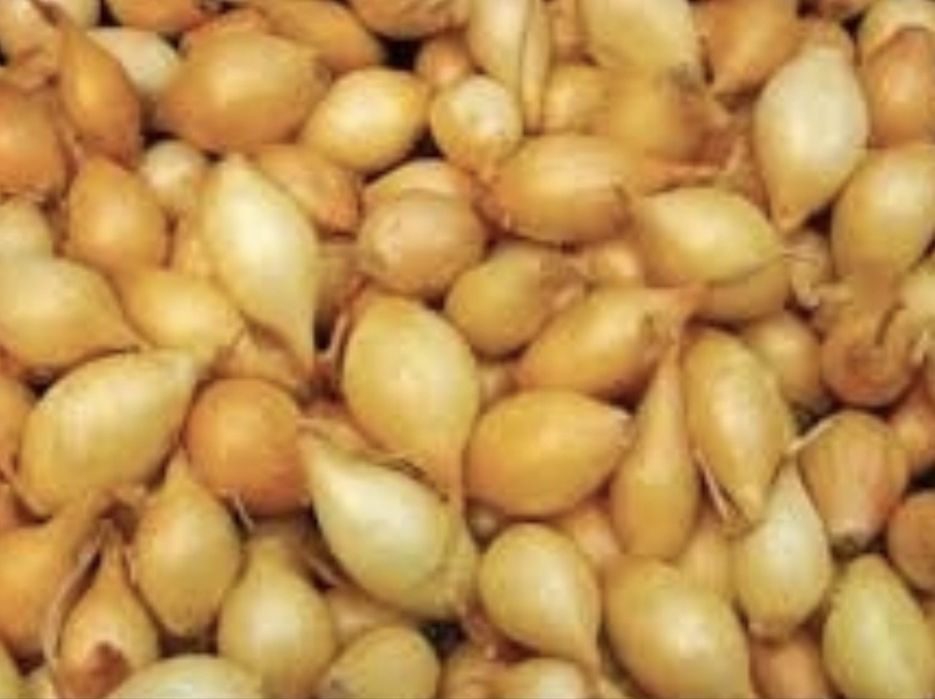 Cebula dymka zimująca PRODUCENT / Najlepsza na świecie Senshyu Yellow