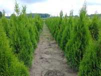 Thuja Smaragd! Tuja Szmaragd 100,120,140,150 cm! Sadzimy! Dowóz! Tuje!