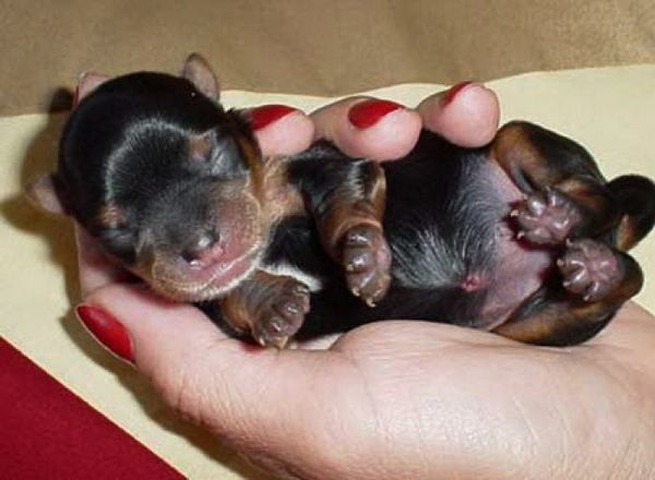 Цвергпінчер міні доберман