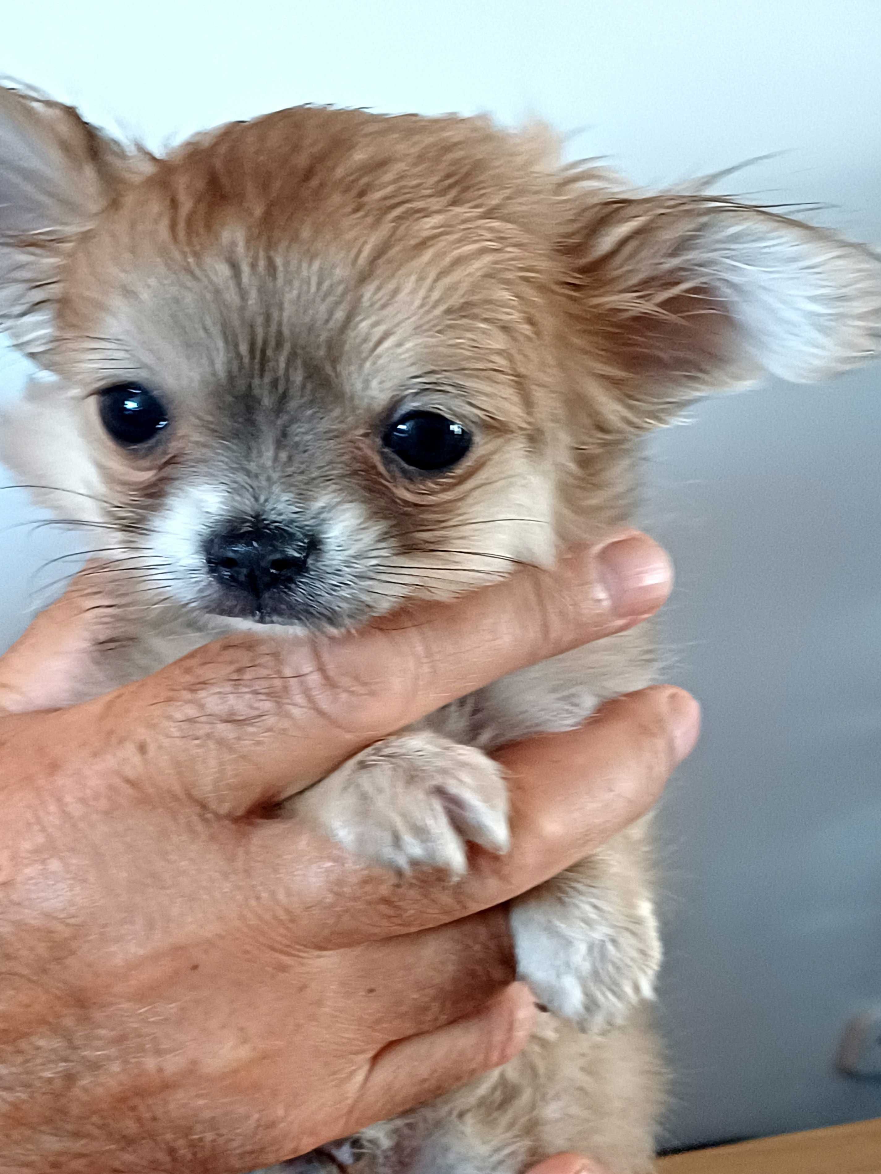 Chihuahua Beżowa Dziewczynka