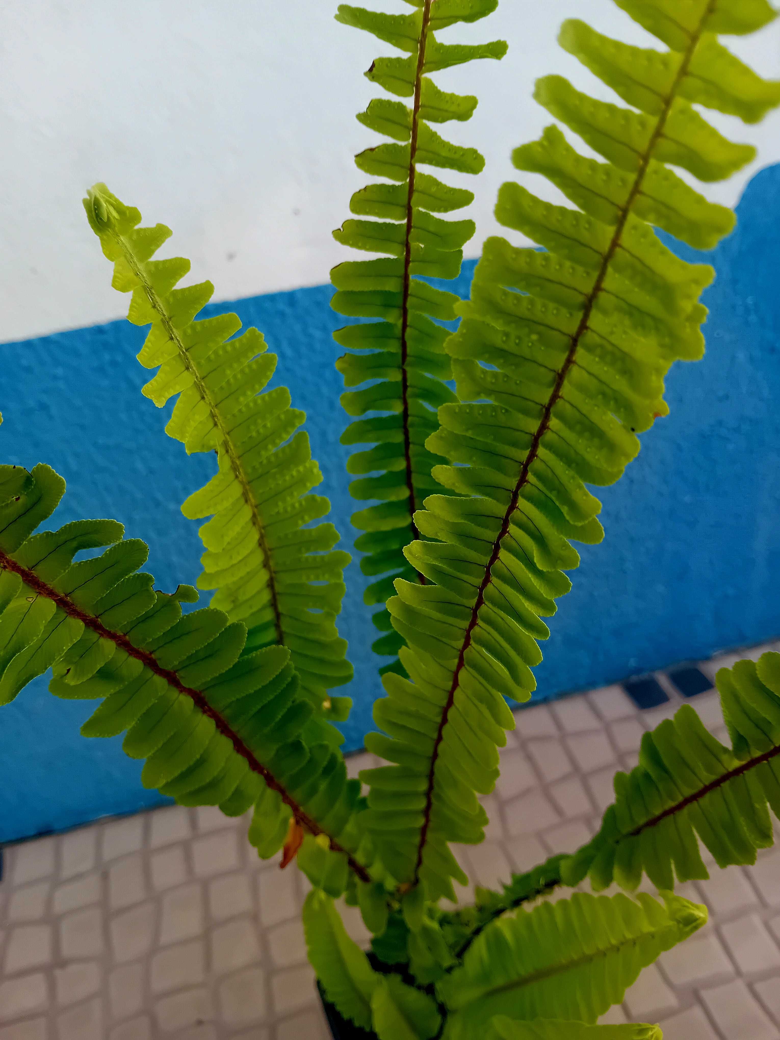Feto Nephrolepsis Cordifolia