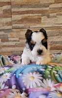 Biewer Yorkshire Terrier śliczny piesek york