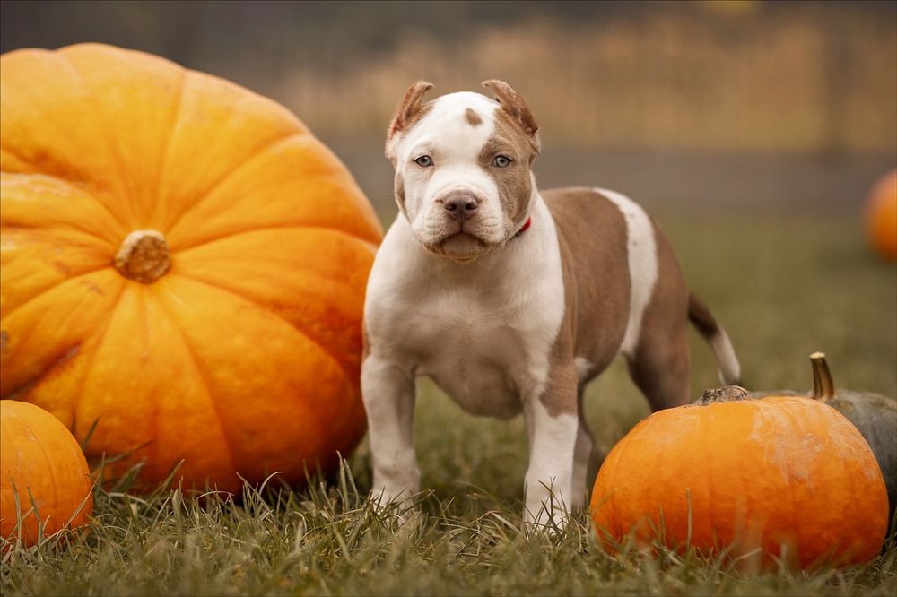 American Bully XL po CHAMPIONIE