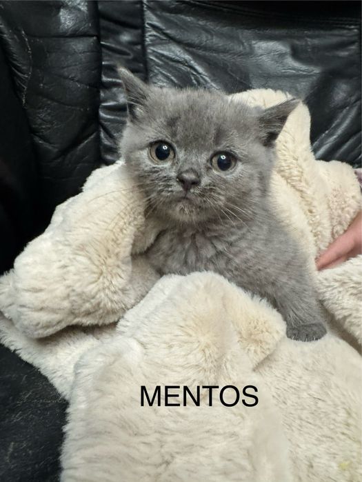 Kot brytyjski krótkowłosy