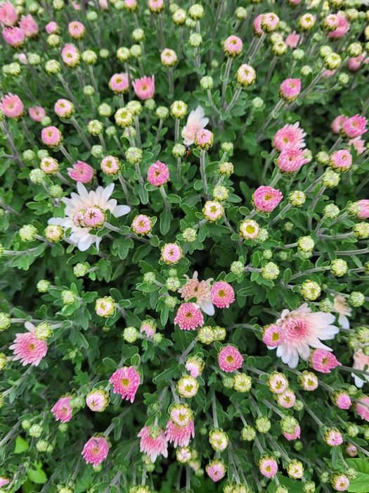 Хризантема мультифлора