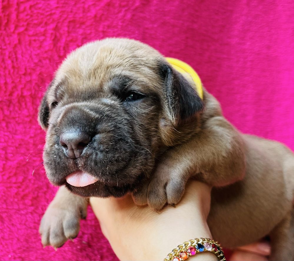 Iria Puma Nero FCI Cane Corso szczenię po GRAND CHAMPIONIE