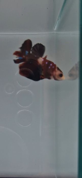 Півники власного розведення