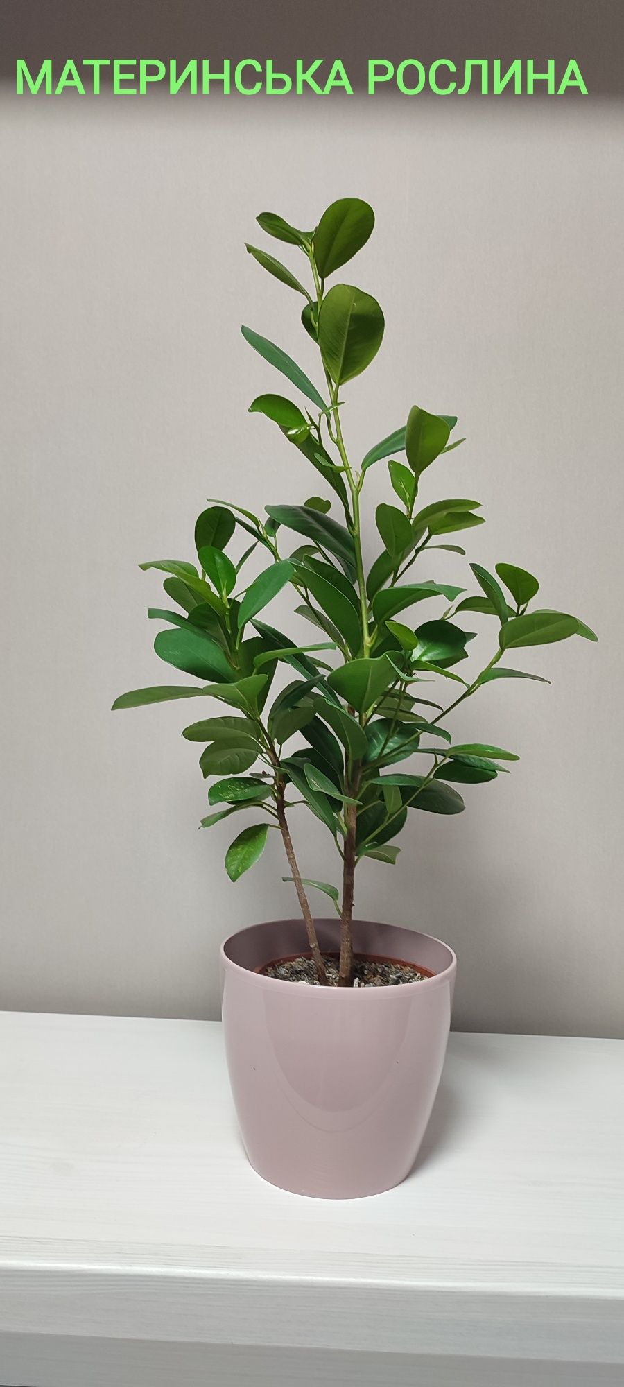 Фікус мікрокарпа Мокламе (Моклейм) (Ficus microcarpa Moclame)