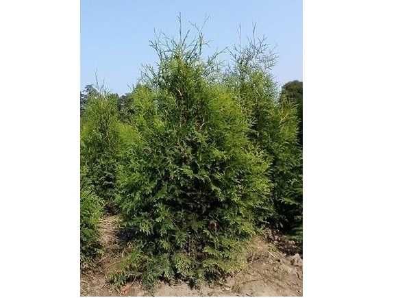 Thuja Brabant! 160,180,200,220 cm! Sadzimy! Transport! Tuja, tuje!