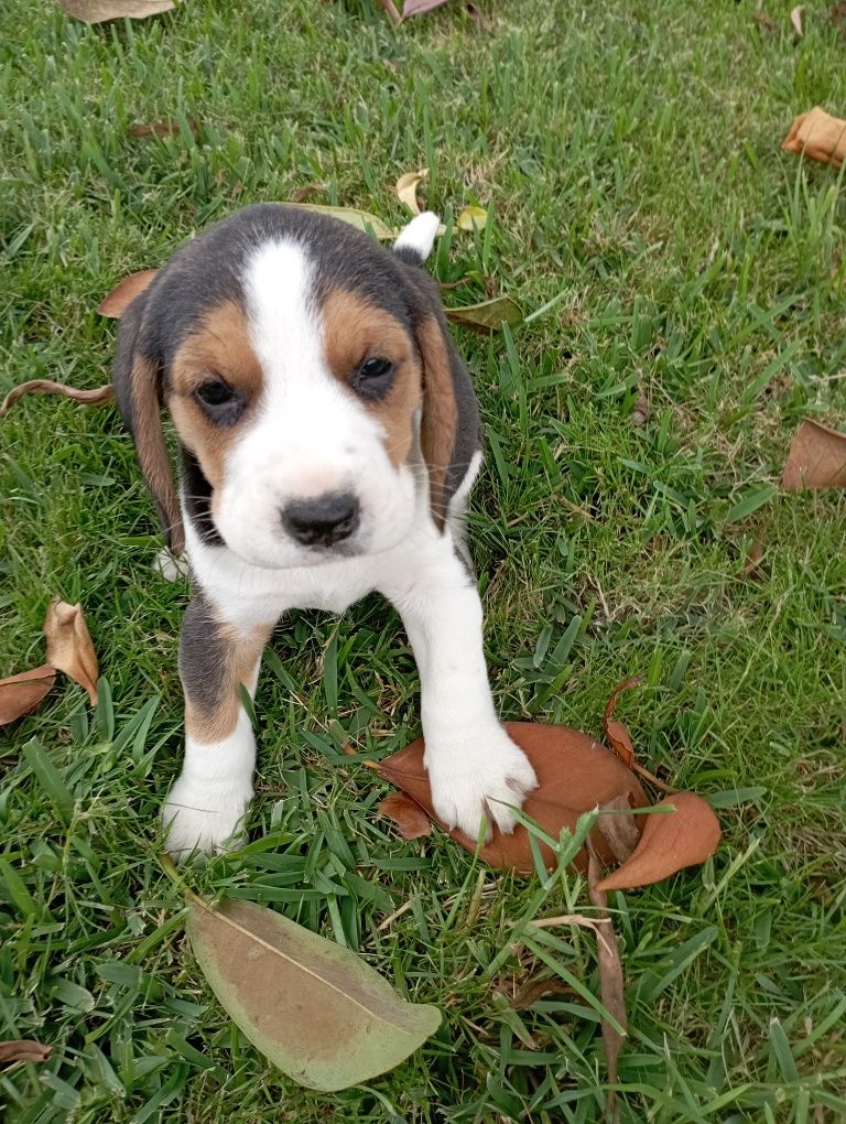 Beagle tricolor macho