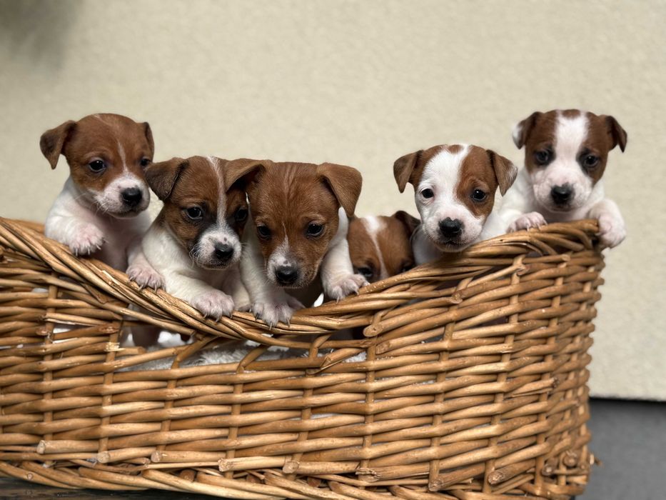 Jack Russell Terrier #SMARTIE JACKS# Pure JRT ZAPRASZAMY do rezerwacji