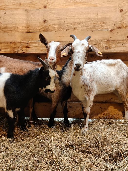 Sprzedam  kozy kotne