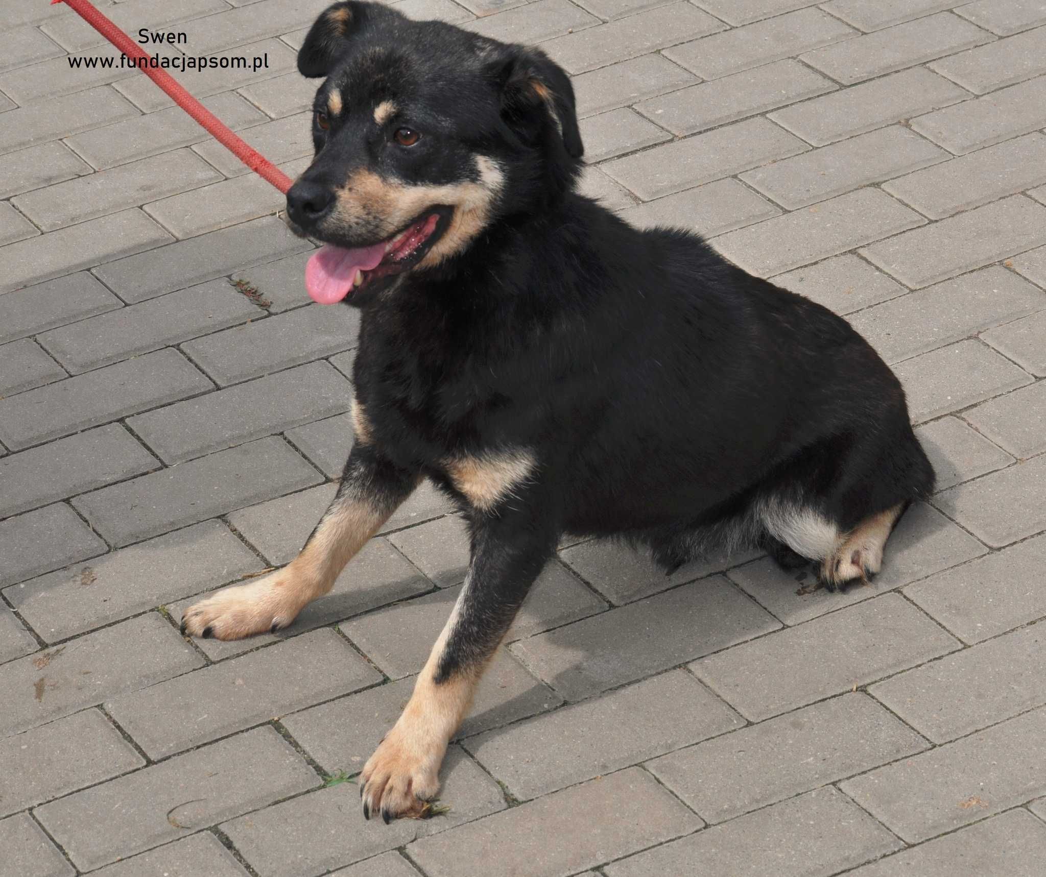 Swen - szuka domku