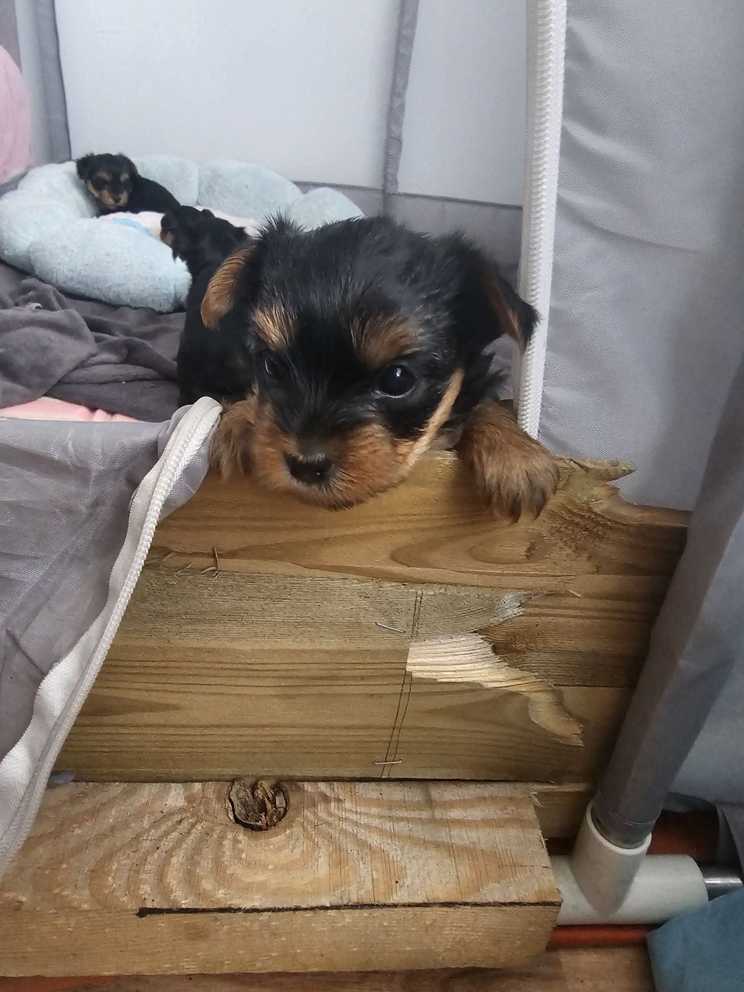 Yorkshire terrier