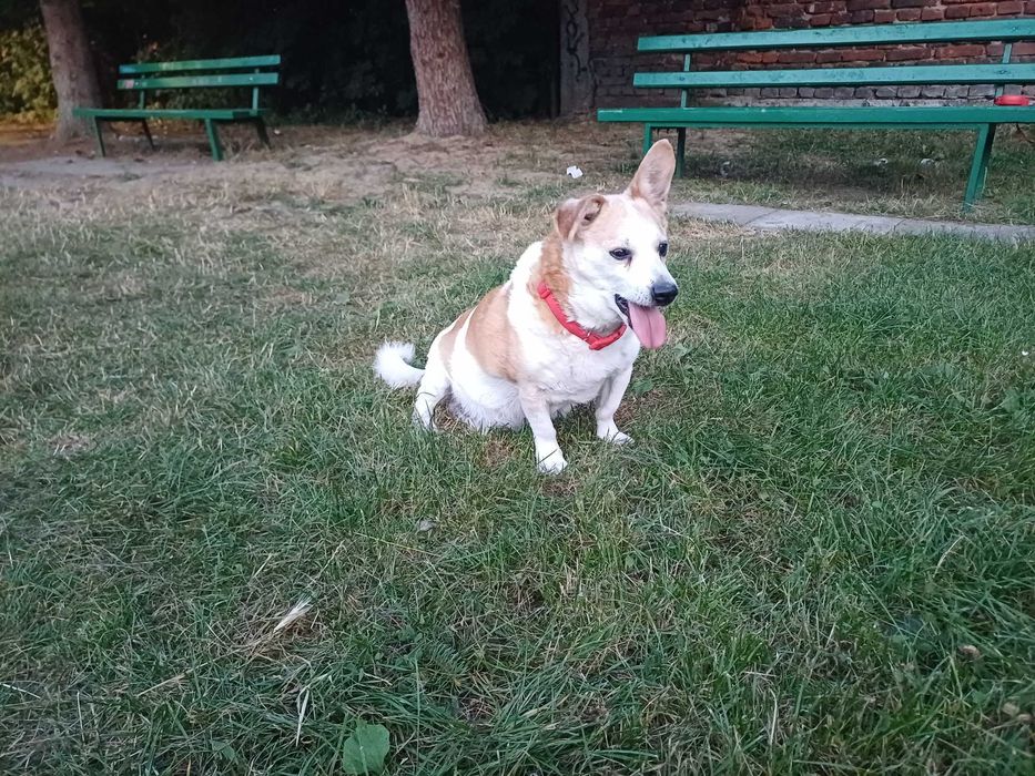 Oddamy psa w dobre ręce