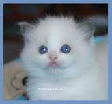 Śliczne Kocięta Ragdoll  blue bicolour Gdańsk
