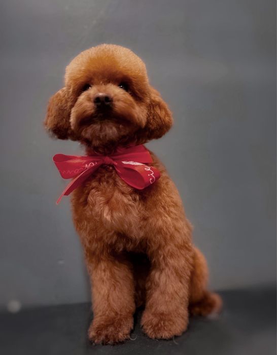 Pudel Toy Reproduktor