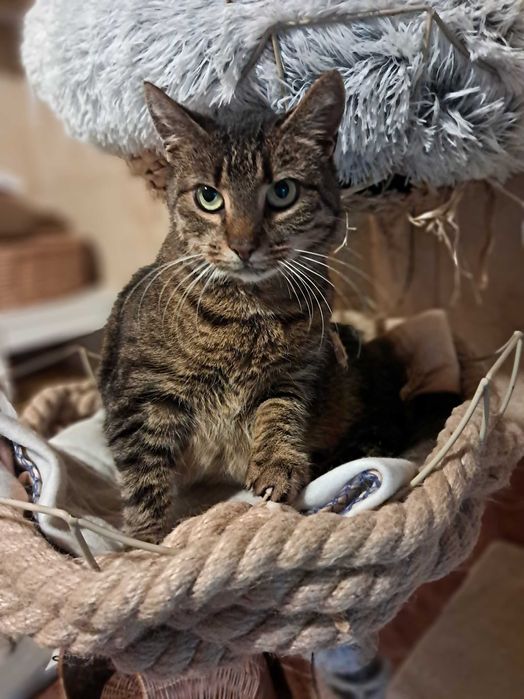 Maja czeka na kochający dom