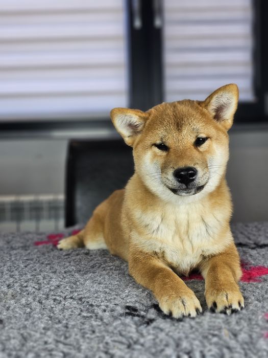 Shiba inu ZKWP FCI doskonały rodowód