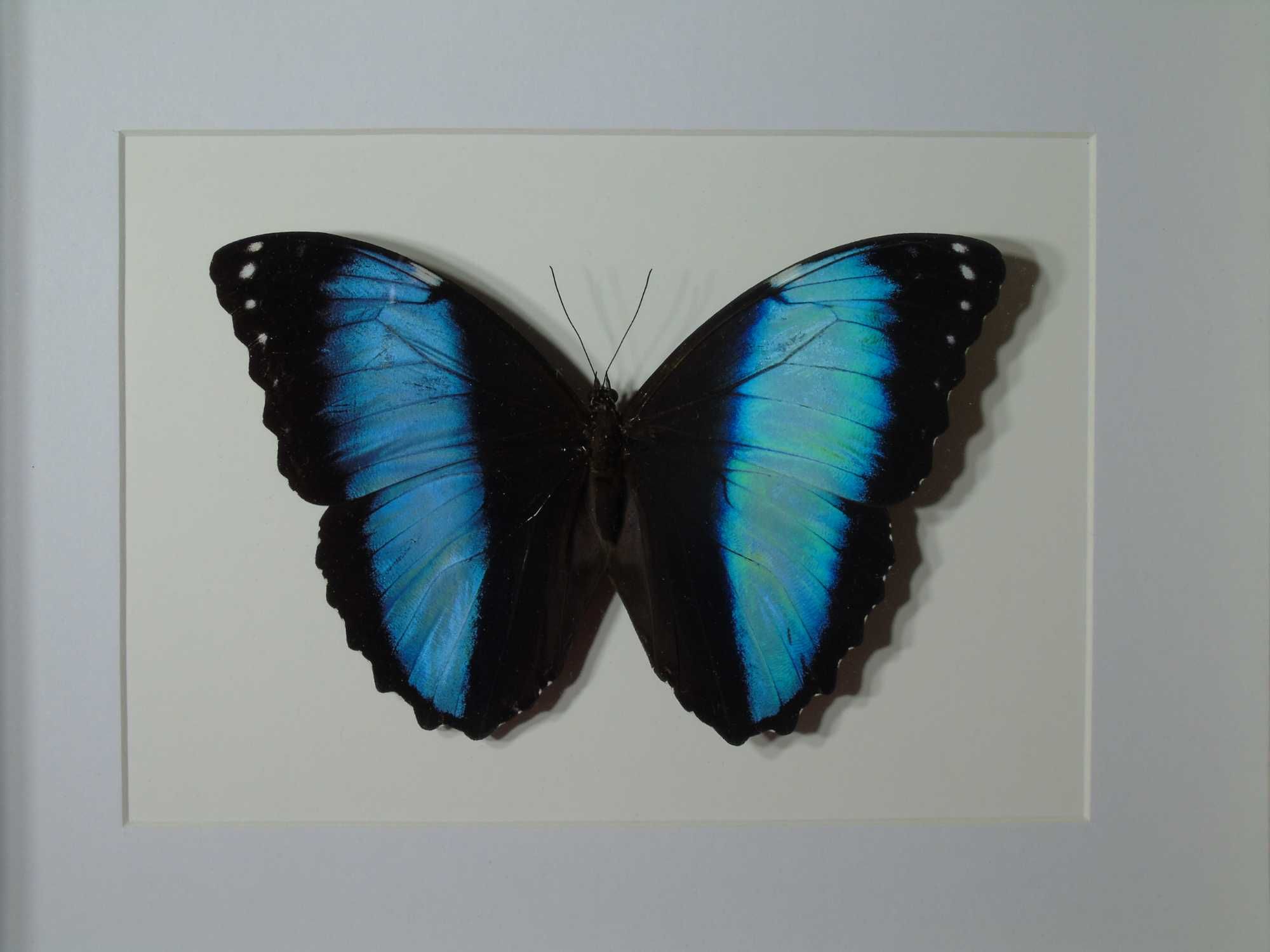 Motyl w ramce / gablotce 27 x 22 cm . Morpho achilles / helenor 140 mm