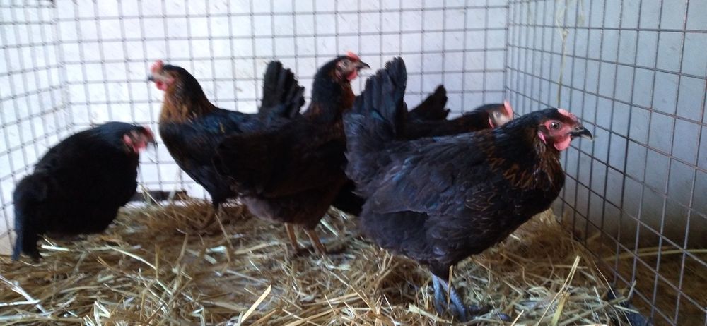 Kury Nioski Rosa z Jajkiem! Wysyłka!