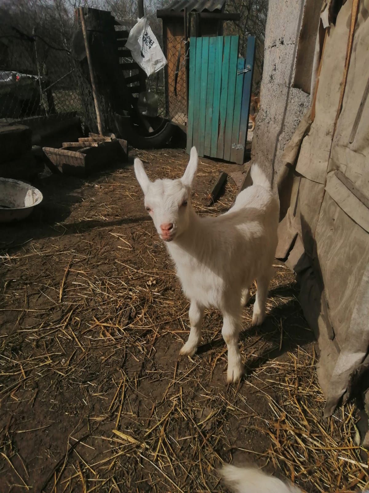 Продам козенят від безрогих кіз