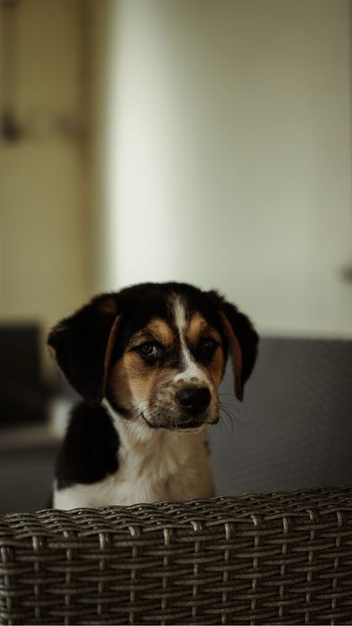 Łaciate słodziaki do adopcji
