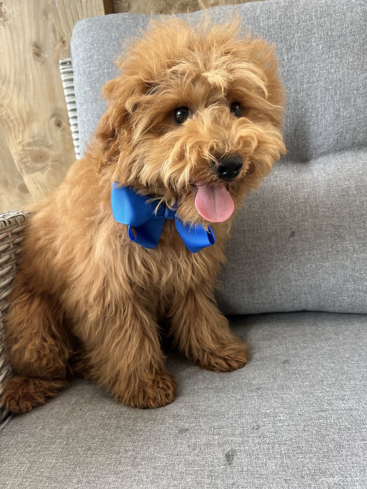 Cudowny cavapoo do odbioru