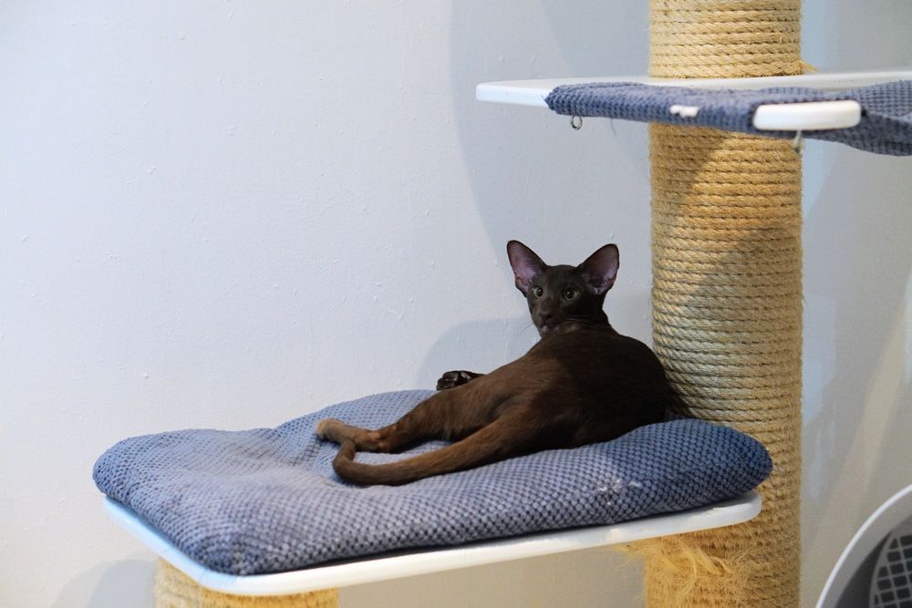 Kocurek orientalny gotowy do zmiany domku prawdziwy rodowód WCF