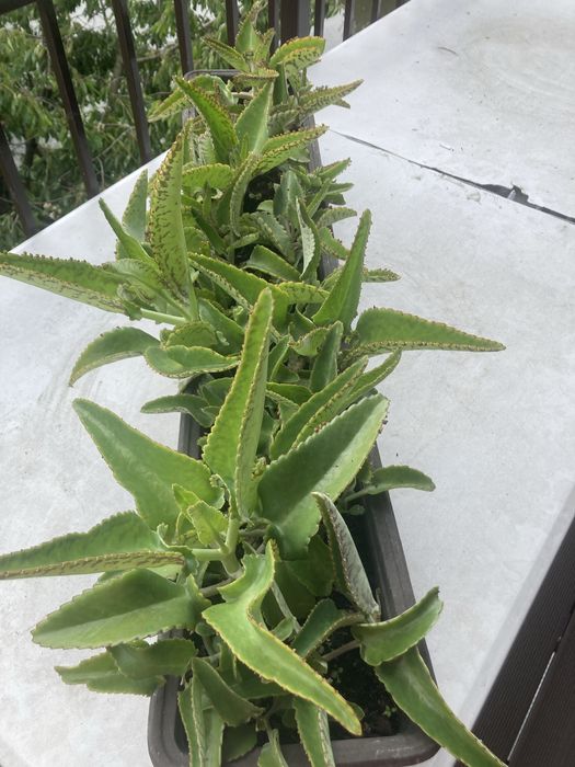 Żyworódka roślina