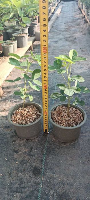 Бобовник (Золотий дощ) - Бересклет - Гліцинія Р9