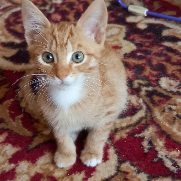 Рыжик, котик 2,5 мес.