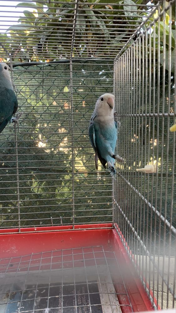 Casal rosicollis longfeather e 2 machos